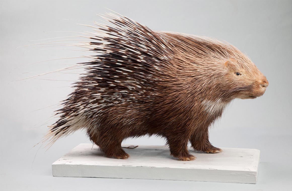 Google Natural History Art & Culture Rare Animals 