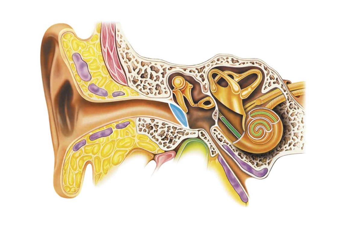 Передача информации в нейронную сеть через ухо